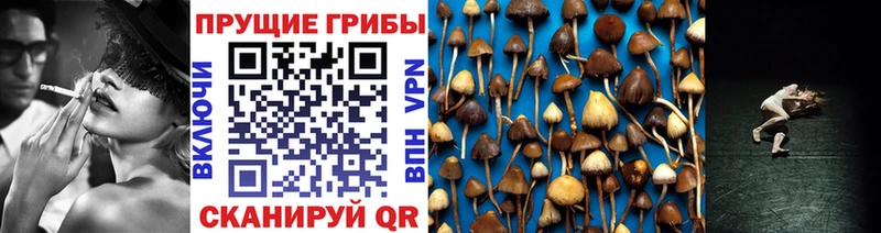 Псилоцибиновые грибы Cubensis  Купить  Луга 